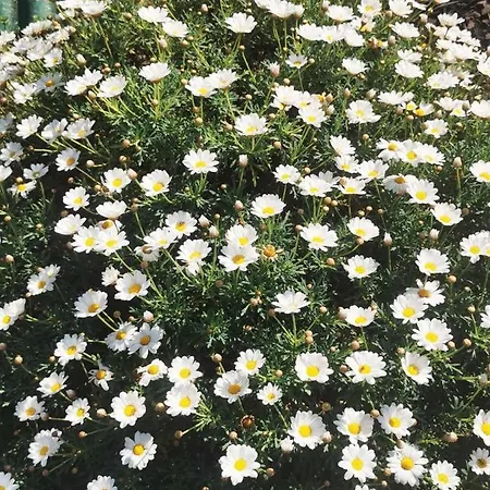 La Casa Di Lice * モネーリア