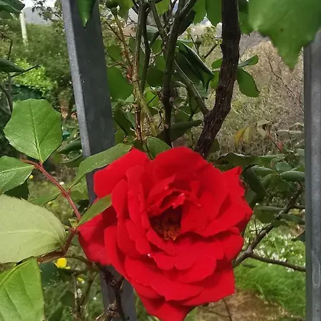 La Casa Di Lice Moneglia