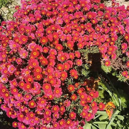 La Casa Di Lice * Moneglia