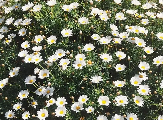 La Casa Di Lice * Moneglia